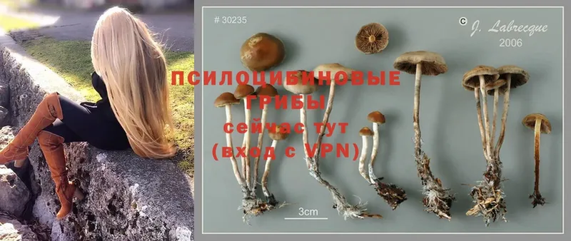 Галлюциногенные грибы Cubensis  мориарти официальный сайт  Весьегонск 